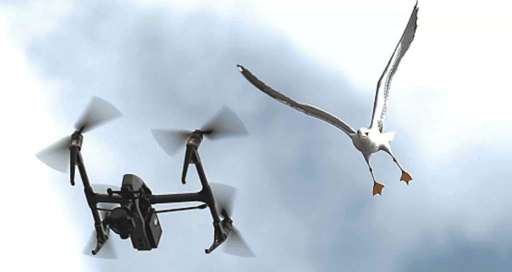 ¿Los pájaros son drones creados por el gobierno de EE. UU. para espiar a la gente?