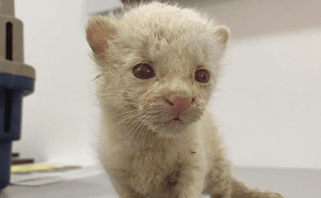 Felina albina, única conocida en Colombia, fue rescatada y ya está en el Parque de la Conservación