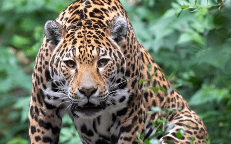 Colombia cuida al Jaguar, el felino más grande de América