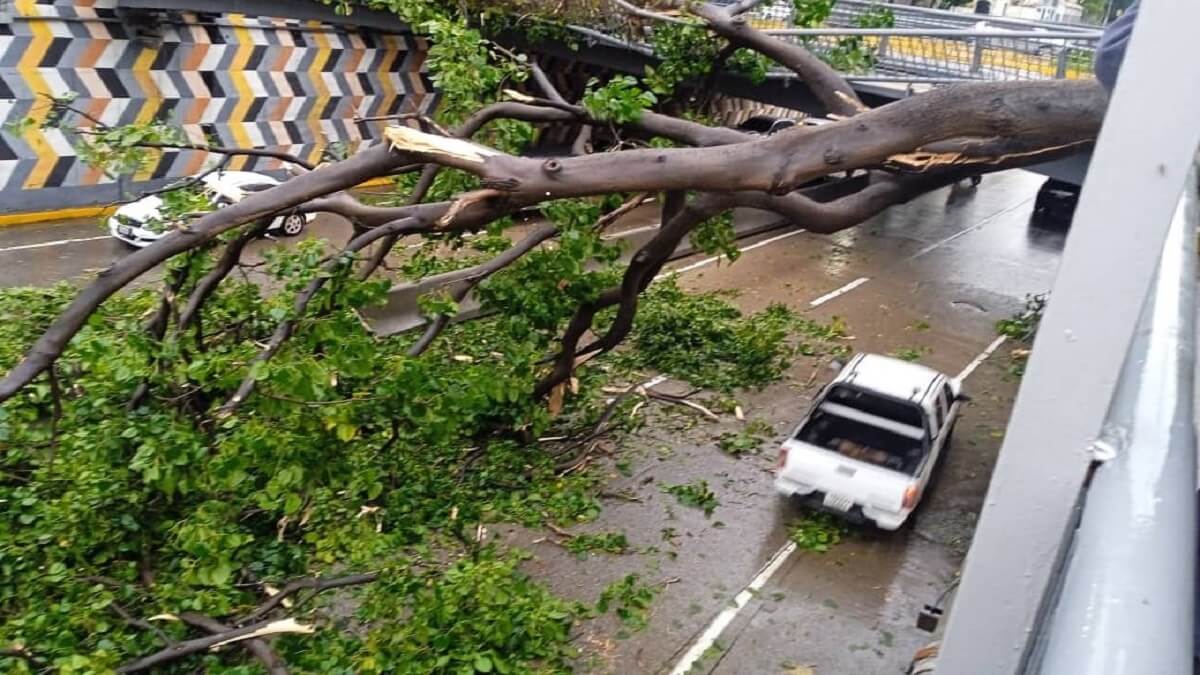 ¡TREMENDO SUSTO! Enorme árbol cae sobre un tramo de la avenida Libertador, en Caracas (+Fotos)